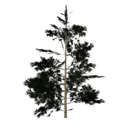 Pinebg_PO