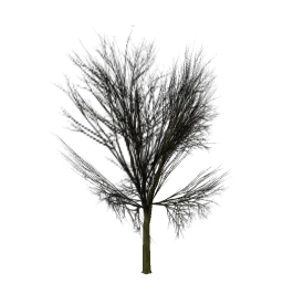 Elmdead_PO