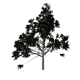 Hazelweetree_PO
