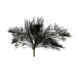 Elmsparsesm_PO