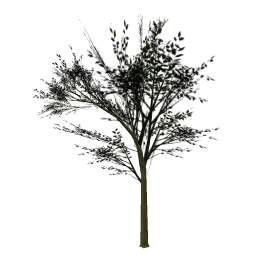 Elmweesm_PO