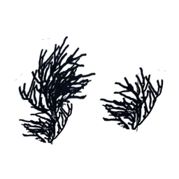 seaweed