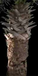 bdup2_plantstalk