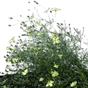 starflower4