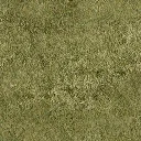 grass