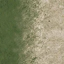 sw_sandgrass