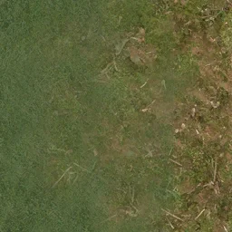 forestfloorgrass