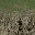 grassbrn2rockbrnglod