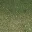 sw_grass01alod
