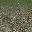 sw_stonesgrasslod