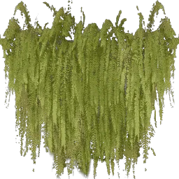 kb_balcony_ferns