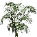 planta256