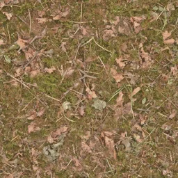 forestfloor3