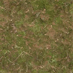 forestfloor256