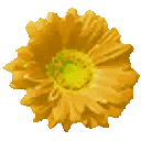 cj_flower