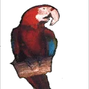 parrot_i