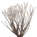 sm_des_bush1