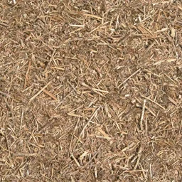 forestfloor4