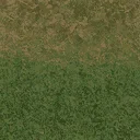grass10forest