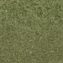 grasstype4-3
