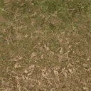 forestfloor3_forest