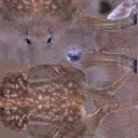 deer01