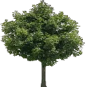 newtreed256