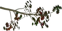 mp_flowerbush