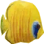 fish2
