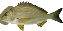 fish1