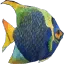fish3