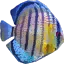 fish1