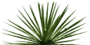 sm_agave_1