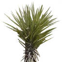 sm_minipalm1