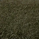 hedge