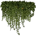 kb_ivy2_256