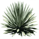 sm_agave_2