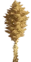 sm_agave_bloom