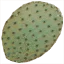 sm_cactus_leaf