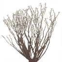 sm_des_bush1