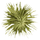 sm_josh_leaf