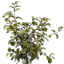 veg_bush1