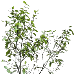veg_bush4