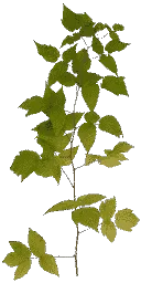 veg_bush3