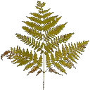 veg_bush2