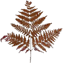 veg_bushred