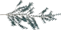 spruce1