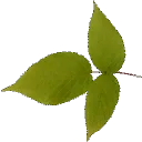 veg_leaf