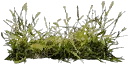gras07si