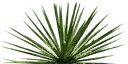 sm_agave_1